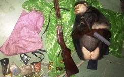 Truy bắt 2 đối tượng nghi dùng súng giết động vật quý hiếm