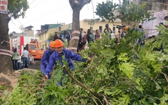 Gần 1.000 cây xanh sẽ được chuyển đến vườn ươm an toàn