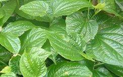 Lá lốt chữa nhức xương khớp