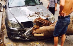 Cây cổ thụ đổ đè ôtô, 3 xe máy trên đường Phan Huy Chú