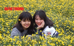 Lạc vào cánh đồng Kim cúc "tiến vua" đẹp rực rỡ ở Hưng Yên