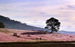 Săn ảnh để đời trên đồi cỏ hồng Đà Lạt