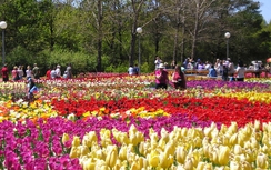 Chuyên gia chấm điểm, đề nghị đổi tên Festival hoa Đà Lạt