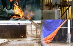 Xem hổ quý nằm cạnh máy sưởi chống rét 10 độ ở Hà Nội