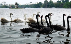 PGS Hà Đình Đức: Thả thiên nga ở hồ Gươm rất phản cảm!