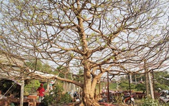 Cận cảnh những cây mai giá bạc tỷ đại gia "rinh" chơi Tết 2018
