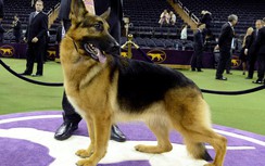 Mỹ tổ chức cuộc thi Cún khỏe, cún đẹp