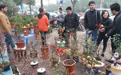 Người dân thờ ơ với đào, quất, cây bonsai lên ngôi