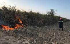 Nhiều hộ nông dân mất Tết vì 20ha ruộng mía bị thiêu rụi