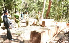 Bắt lâm tặc lợi dụng Tết để "xà xẻo" rừng Gia Lai
