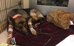 Chú chó trung thành nhận 4 phát đạn để bảo vệ cậu chủ