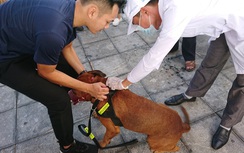 Người phụ nữ làm nghề buôn thịt chó bị chó dại cắn chết