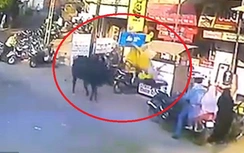 Người phụ nữ bất ngờ bị bò "điên" húc tung lên cao giữa phố