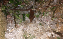 Mưa đá trắng trời Mộc Châu, nhiều người chia sẻ xôn xao trên mạng