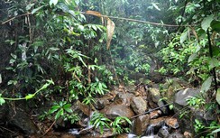 Phát hiện nam thanh niên chết trong tư thế treo cổ gần bờ suối