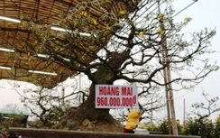 Bắt kẻ chuyên trộm kiểng quý ở Huế