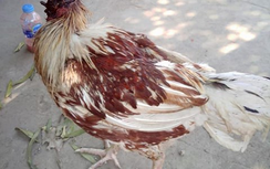 Kỳ lạ gà cụt đầu vẫn sống khỏe mạnh suốt 9 ngày