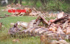 Video: Kinh hãi "nghĩa địa" xương trâu, bò bốc mùi giữa Hà Nội