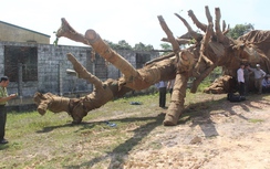 Những cây khủng như “quái thú”… bỏ lại bên đường tránh là cây gì?