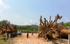 Video: Cận cảnh những cây khủng như “quái thú”… bỏ lại bên đường tránh