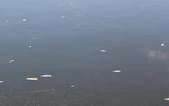 Vì sao cá chết nổi trắng bờ biển ở Quảng Trị?