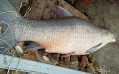 Bắt được cá trắm khổng lồ 61 kg to như thân người