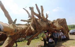 Ai là chủ của cây khủng như “quái thú” bỏ lại bên đường tránh?