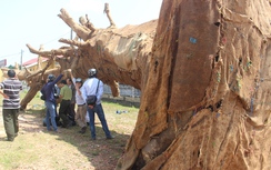 Vụ cây khủng như “quái thú”: Chủ cây đã trình 2 hồ sơ gốc?