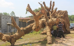 Hồ sơ 3 cây khủng như “quái thú” ở Huế ra sao?