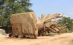 Thông tin bất ngờ về cây khủng như "quái thú" ở Huế