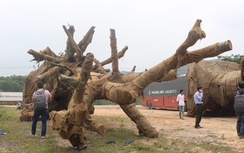 Chủ 3 cây khủng như “quái thú” khai gì?
