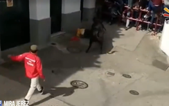 Video: Người đàn ông bị bò tót húc tới chết ở lễ hội