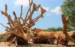 Chủ nhân của 3 cây "quái thú" ở Thạch Thất là ai?