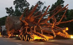 Bí ẩn đích đến của 3 cây khủng như “quái thú”