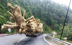 Chưa phát hiện tiêu cực trong vụ cây khủng như "quái thú"