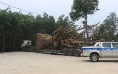 Phát hiện bị chụp hình, xe chở cây "quái thú" tạm trú bất thường