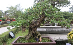 Bonsai 3 miền đọ thế "siêu độc" vườn Thượng uyển dịp Festival 2018