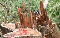 Để mất rừng, Hạt trưởng kiểm lâm mất chức