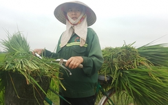 Sở NN&PTNT Thanh Hóa làm gì khi nông dân méo mặt vì "lúa ma"?