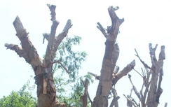 Cấp phép chở 3 cây khủng như "quái thú" trước 15/6