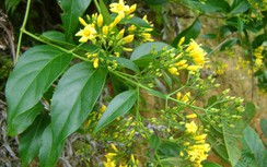 Vợ bỏ nhà đi sau cãi nhau, chồng ăn lá ngón tự tử