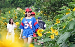 Thi “Ai đẹp hơn hoa” tại Tuần lễ hoa hướng dương Fansipan 2018