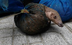 Thanh Hóa bắt ô tô chở tê tê lớn nhất từ trước đến nay