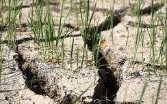 Đồng ruộng nứt nẻ vì nắng nóng kéo dài