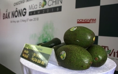 Sẵn sàng Lễ hội "Đắk Nông - Mùa Bơ chín" năm 2018