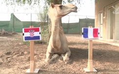 Lạc đà Shaheen chọn Croatia là tân vương của World Cup 2018