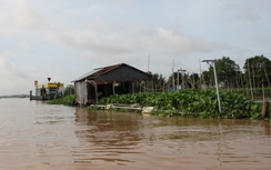 Lúng túng xử lý bè cá "mọc" trên sông Hậu gây khó tàu thuyền