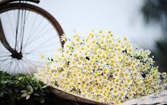 Cách cắm hoa cúc hoạ mi vừa đẹp vừa đơn giản