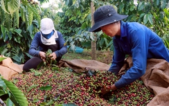 Đắk Nông sẽ có thương hiệu cafe riêng?
