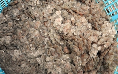 Thương lái lùng mua vảy cá giá cao ở miền Tây để làm gì?